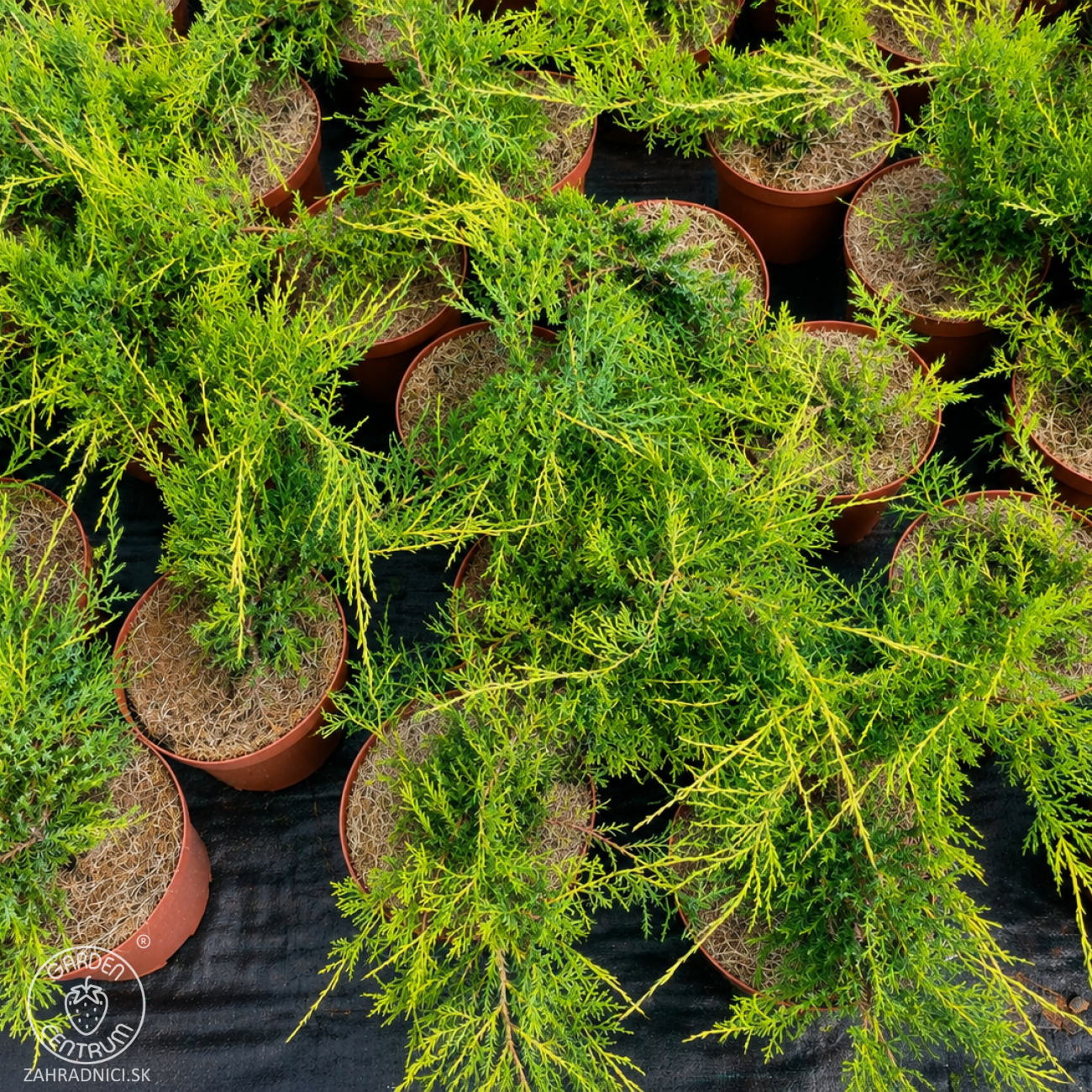 Obrázok Borievka prostredná (Juniperus media) ´PFITZERIANA AUREA´ - výška 30-40 cm, ⌀ 30-40 cm, kont. C3L
